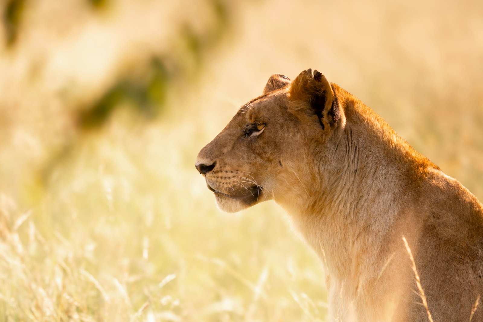 Lioness in golden light on the Maasai Mara plains, Kenya