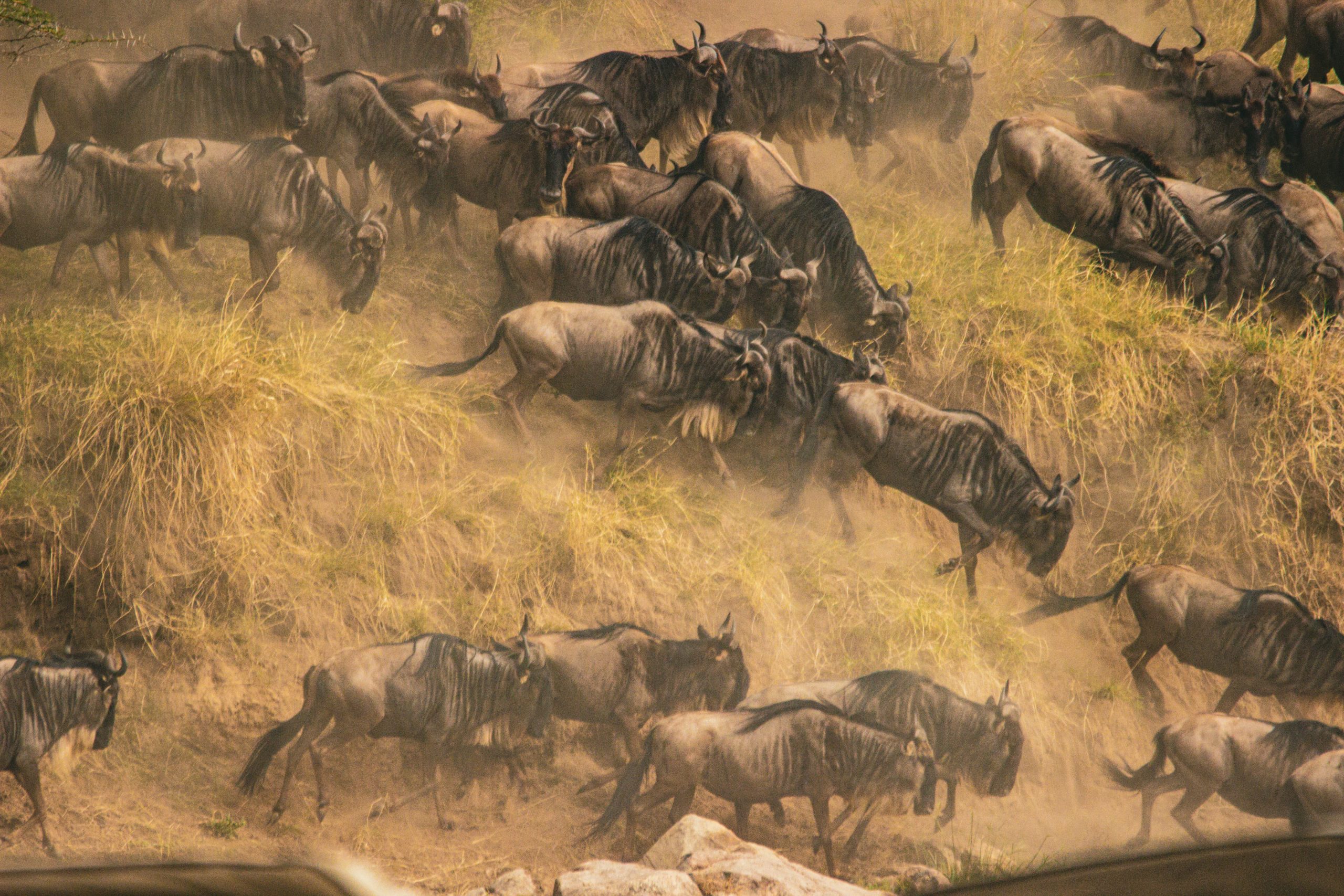 Wildebeest crossing the Mara River during the Great Migration, Kenya