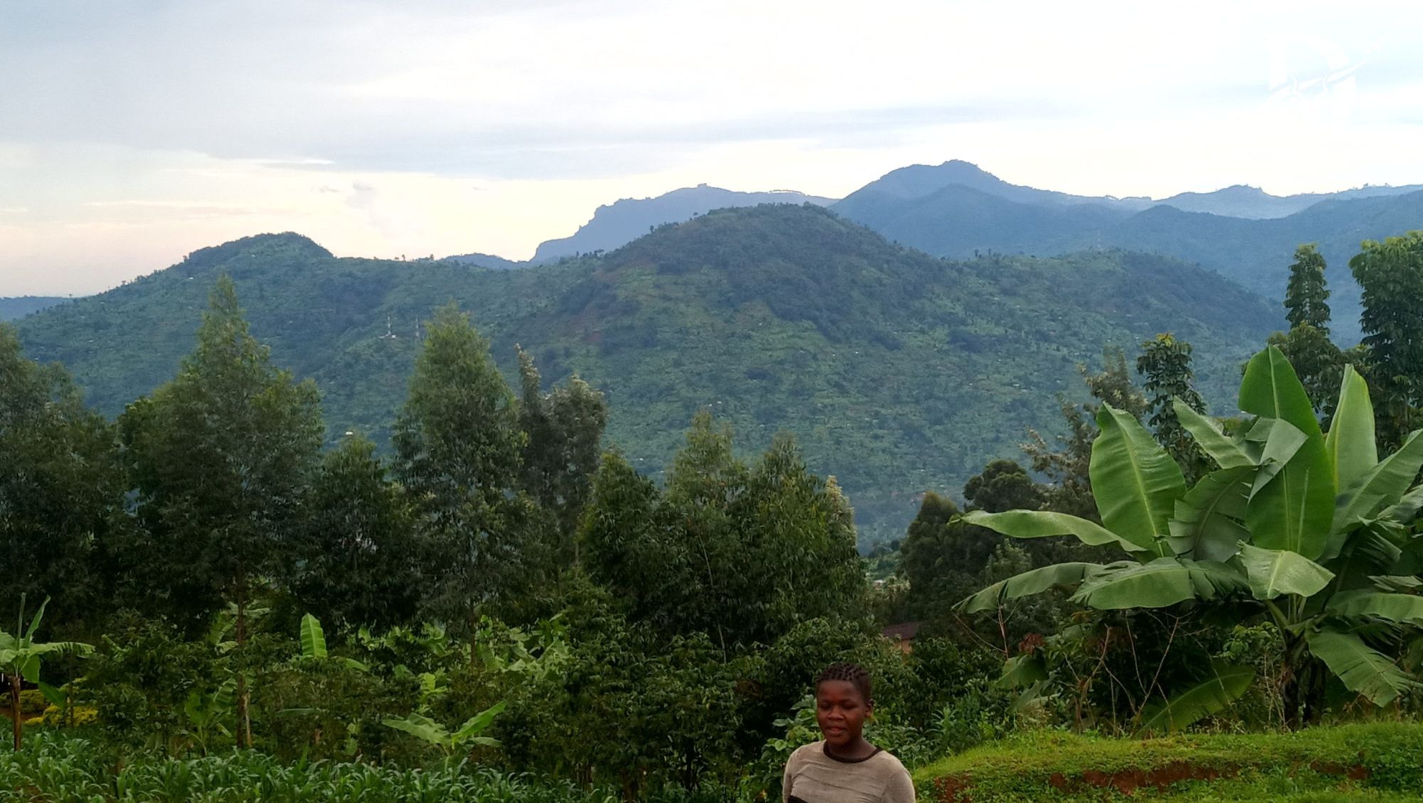 Green foothills on the approach to Mount Elgon National Park