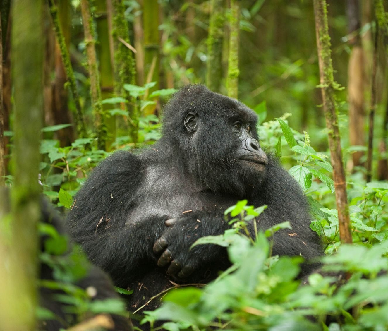 Gorilla Trekking