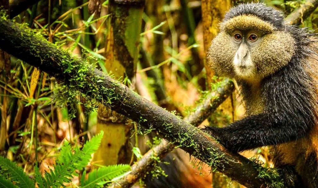 Golden monkey in the bamboo forest, Volcanoes National Park, Rwanda
