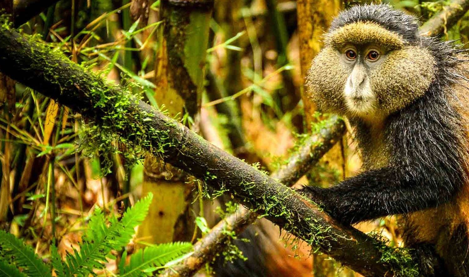 Golden Monkey Trekking