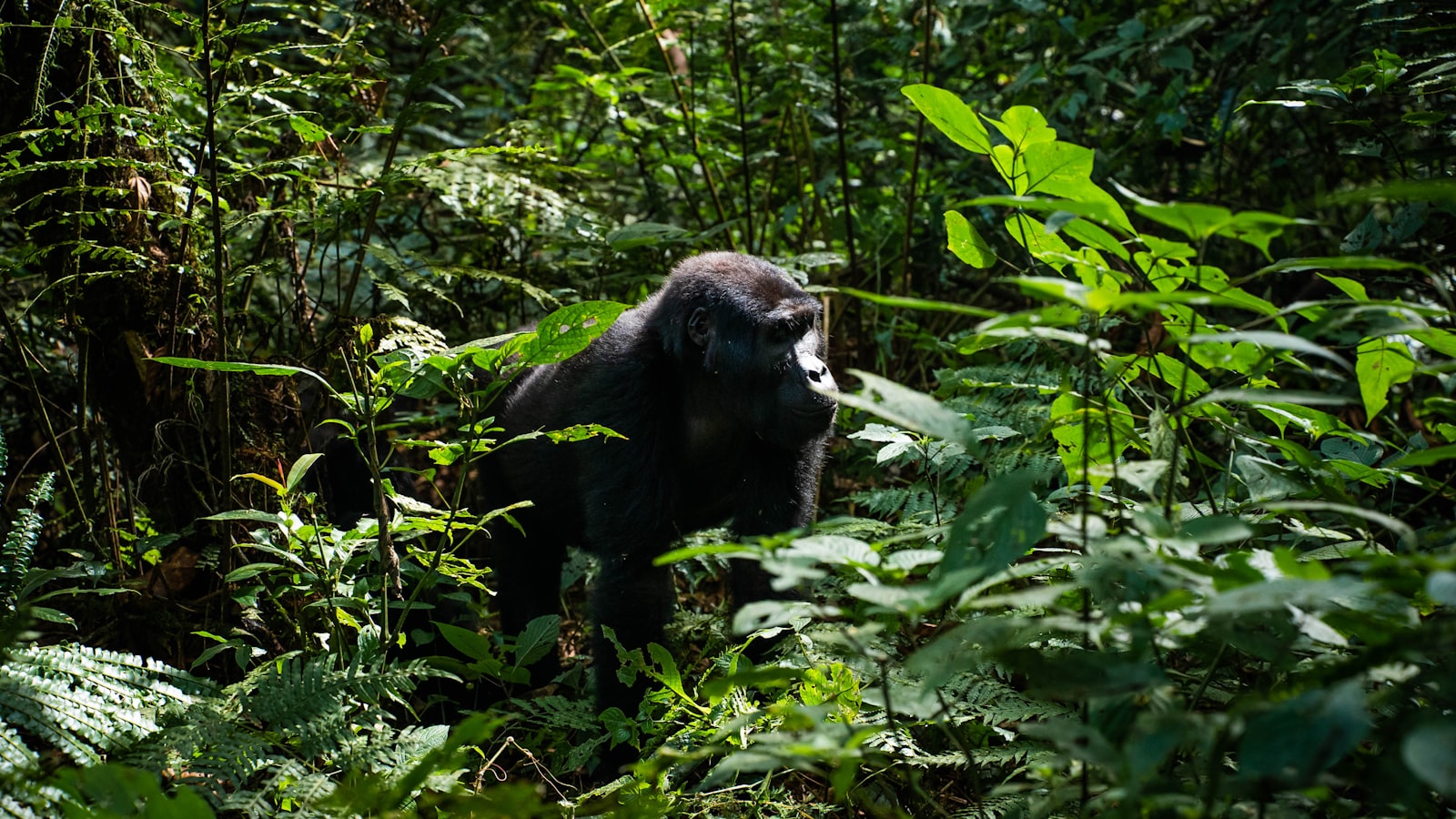 Rwanda Safaris