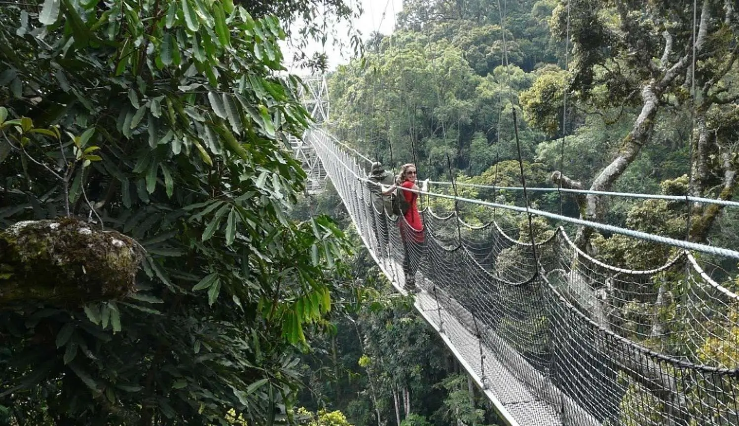 Nyungwe Forest
