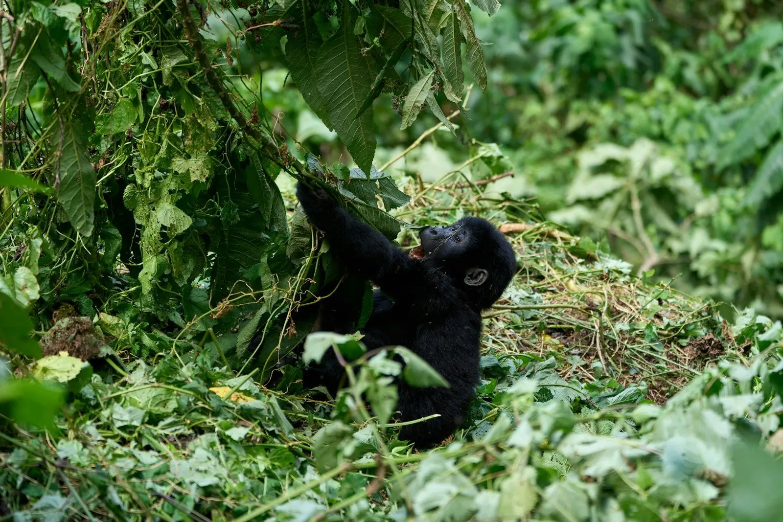 Baby mountain gorilla in the forest, Volcanoes National Park, Rwanda