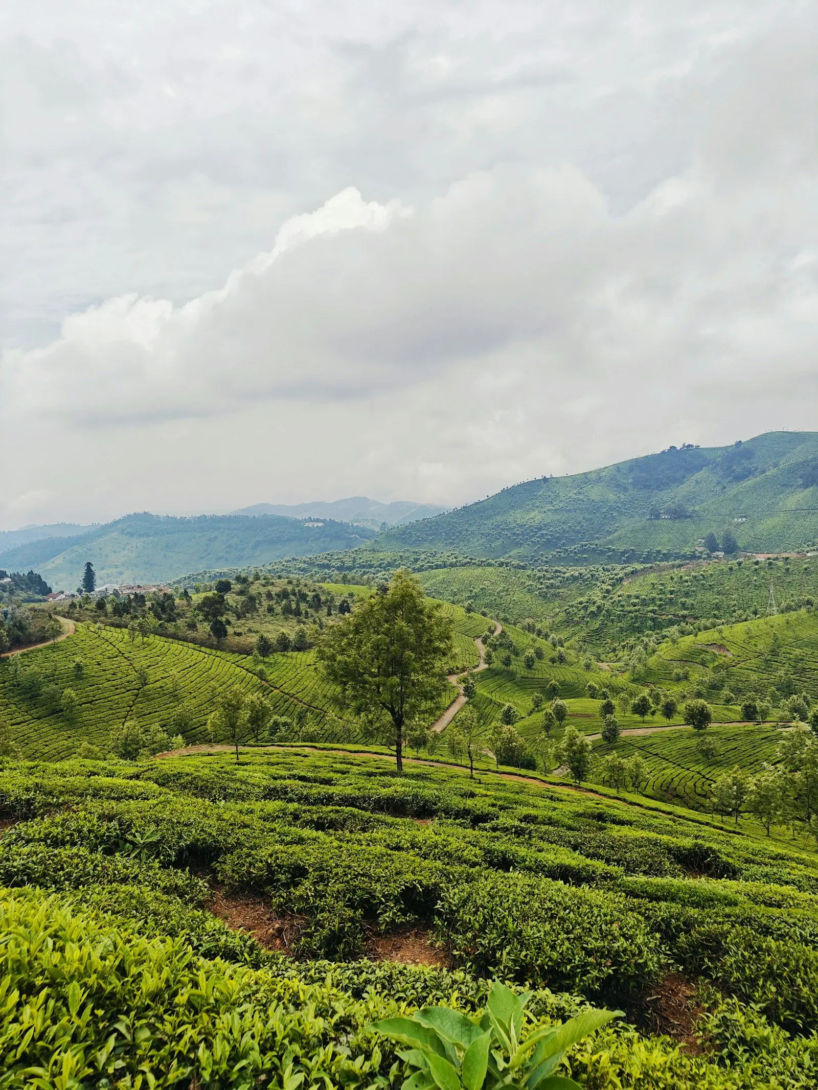 Rolling green tea hills of Rwanda, the Land of a Thousand Hills