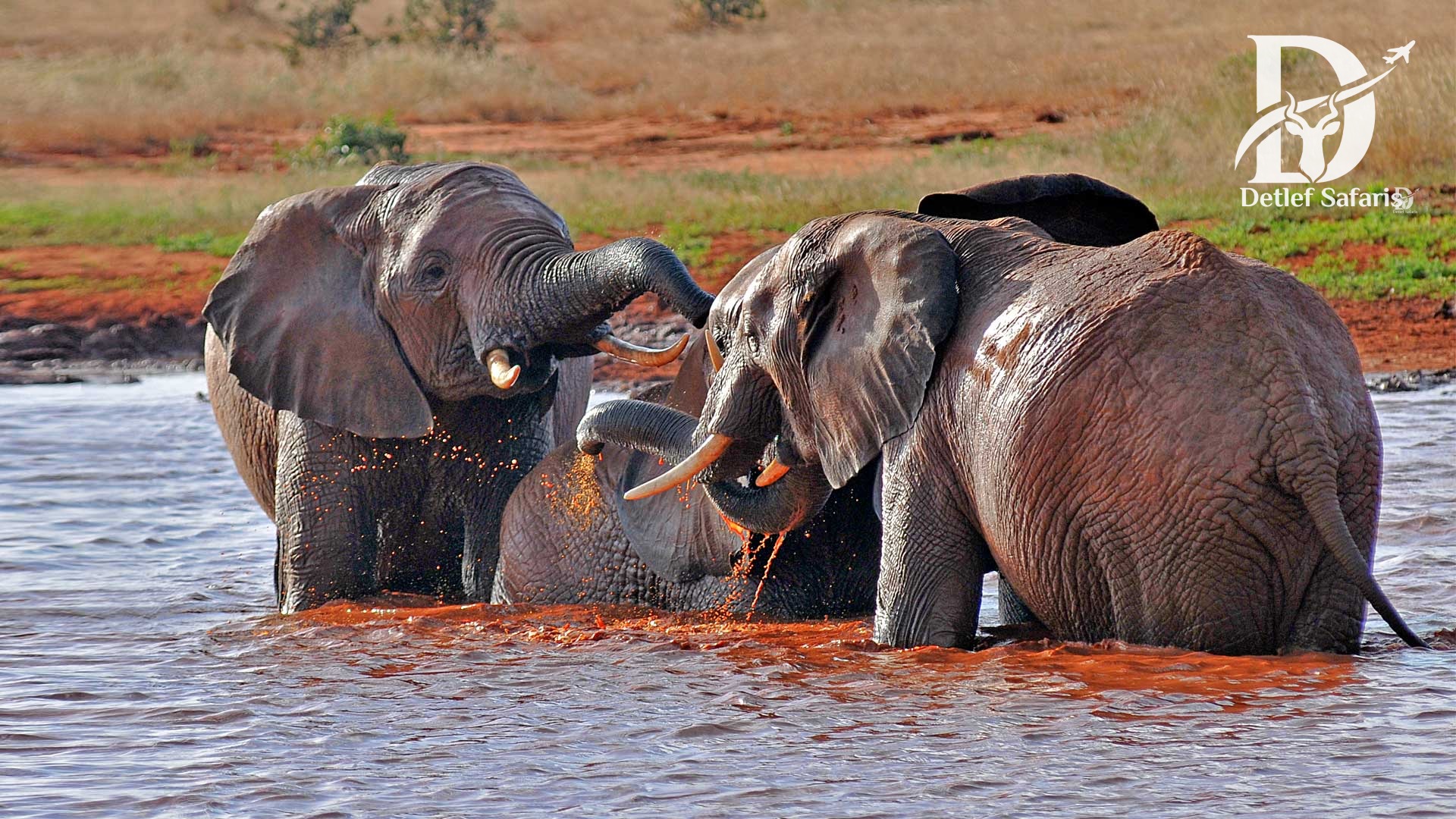 Elephants at the floodlit waterhole in front of Satao Camp, Tsavo East National Park, Kenya