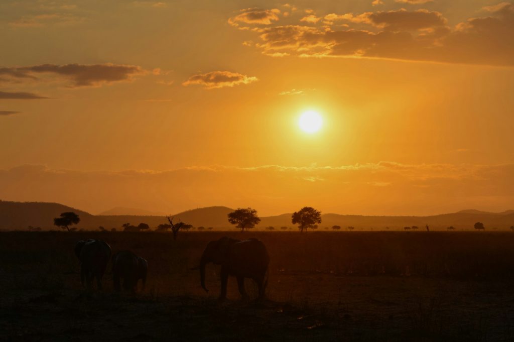 Elephants at sunset on the Serengeti plains, Tanzania