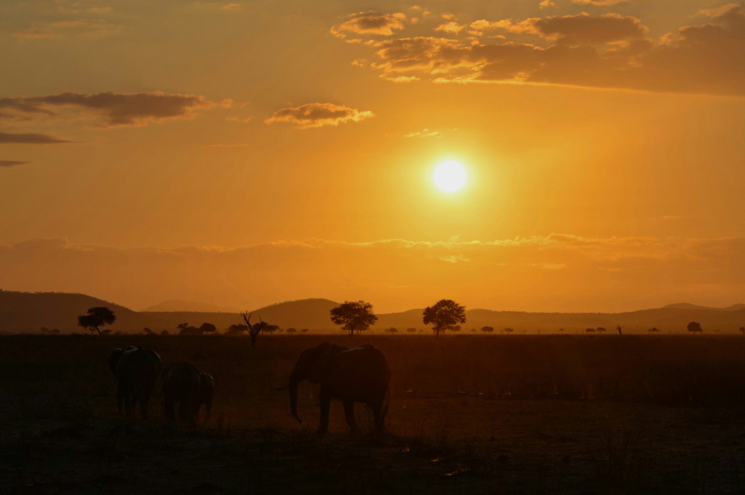 Elephant family walking across the Serengeti plains at sunset, Tanzania