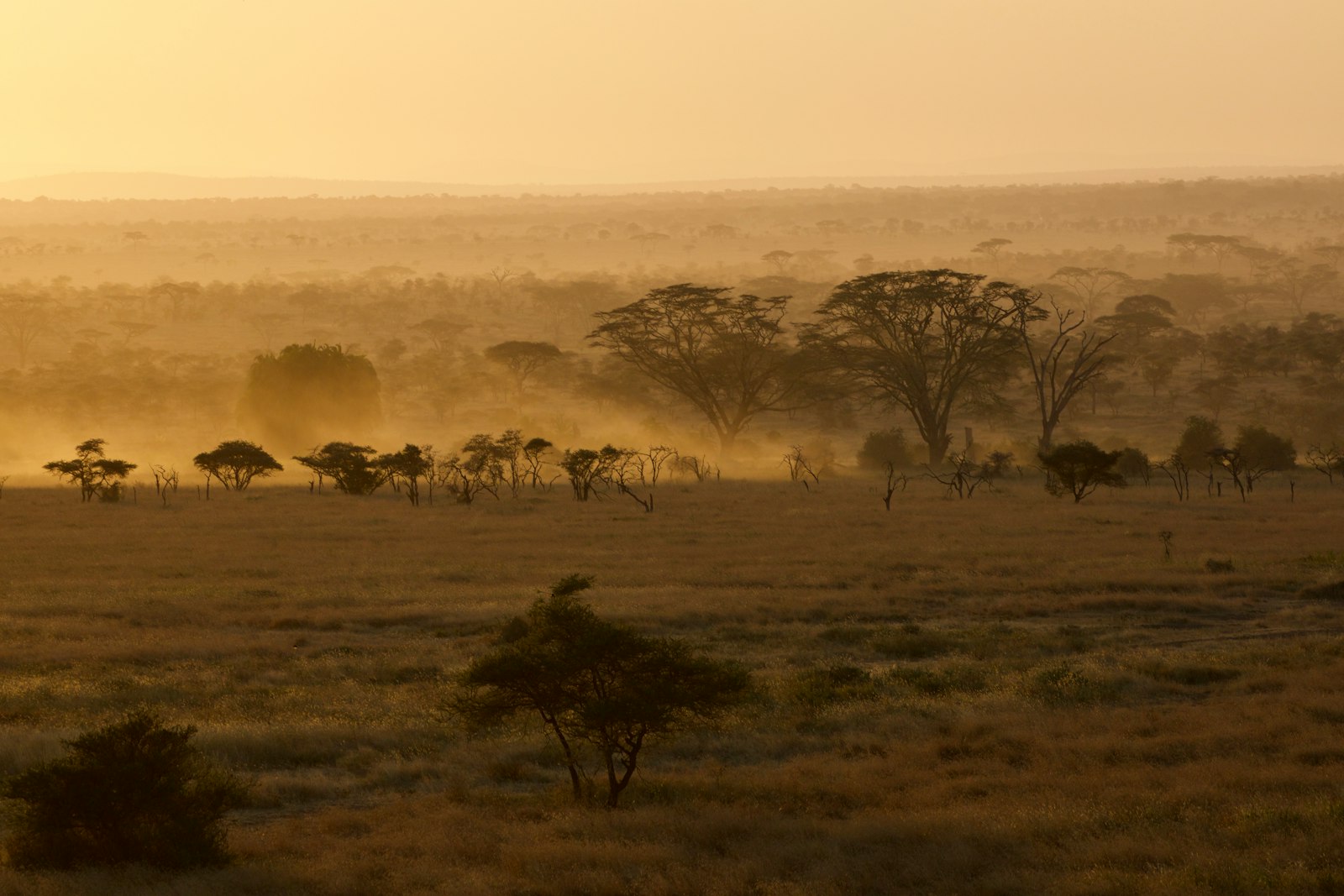 Endless golden plains of the Serengeti, Tanzania