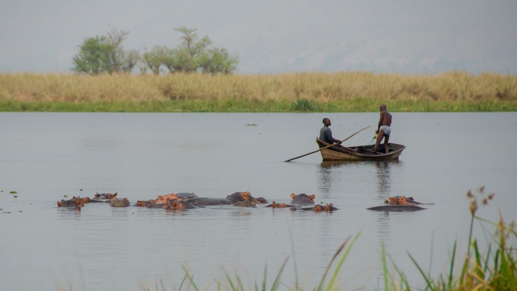 Boat safari passing hippos on the Kazinga Channel, a classic stop in any best time to visit Uganda itinerary