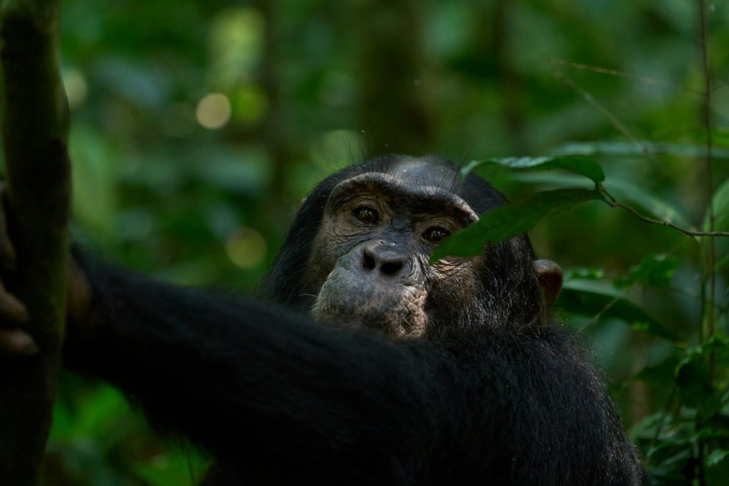 Chimpanzees in Kibale Forest National Park, Uganda