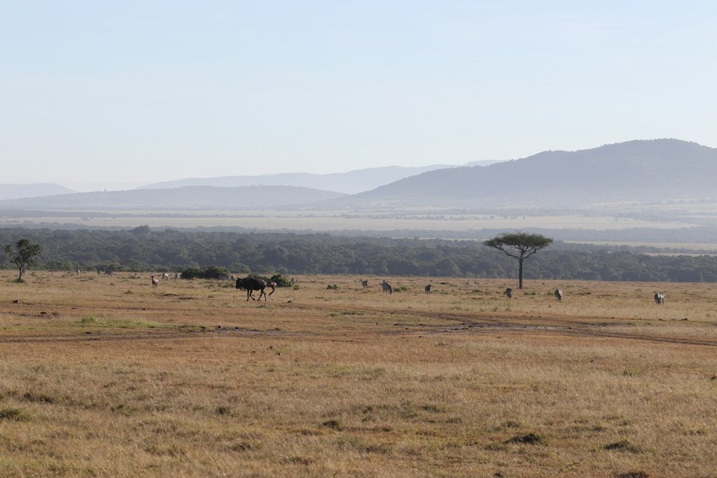 Safari vehicle on a game drive across the savanna in Uganda's national parks