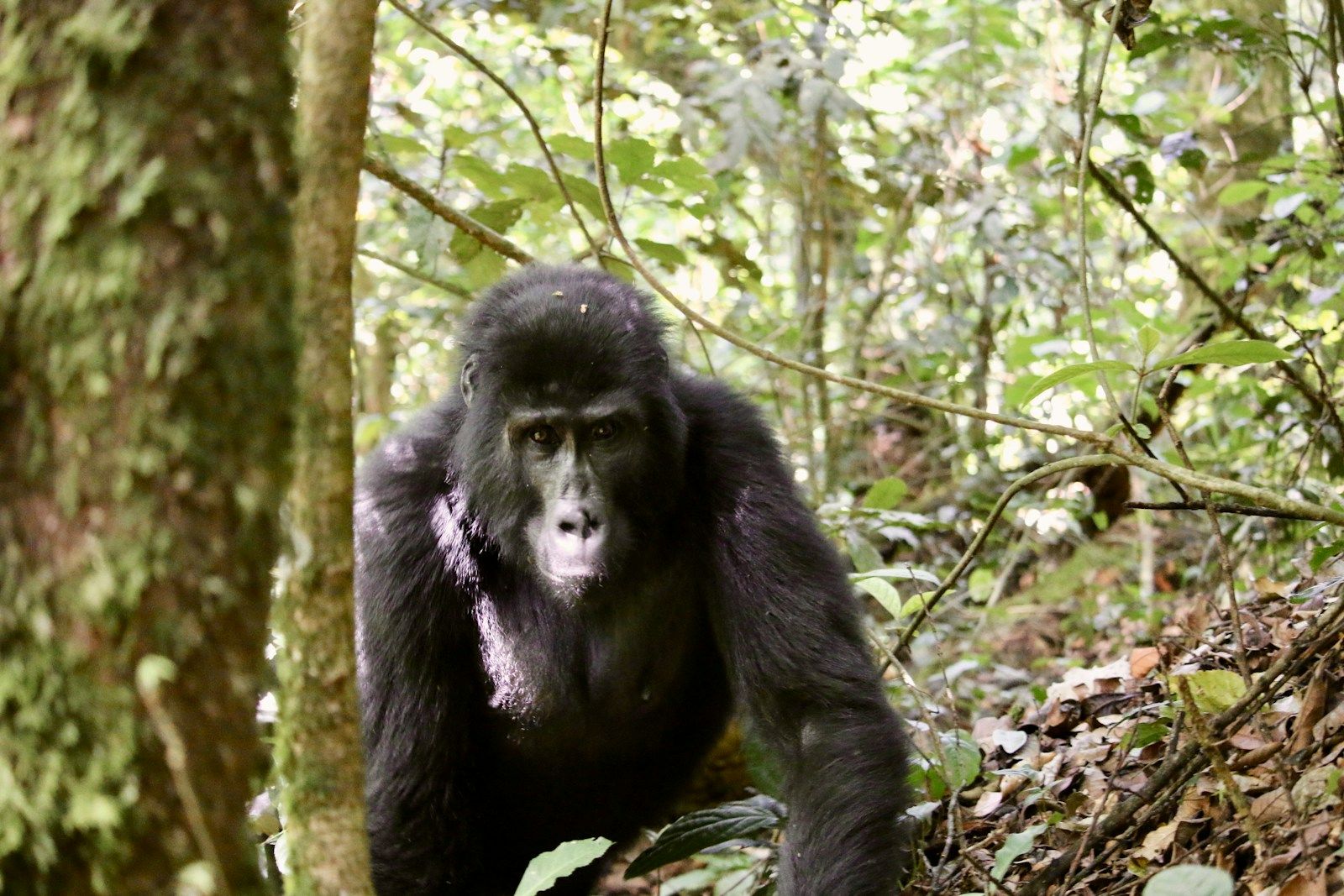 Mountain gorilla in Bwindi Impenetrable Forest during a gorilla trekking excursion, Uganda