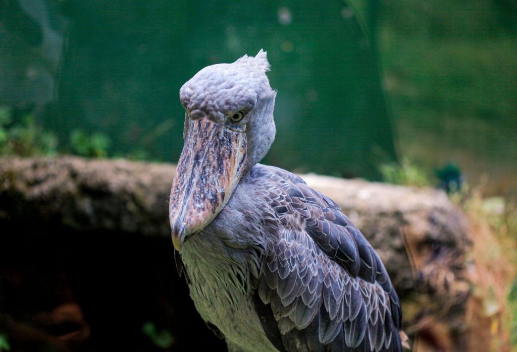 Close-up of a shoebill stork, one of Uganda's rare bird species