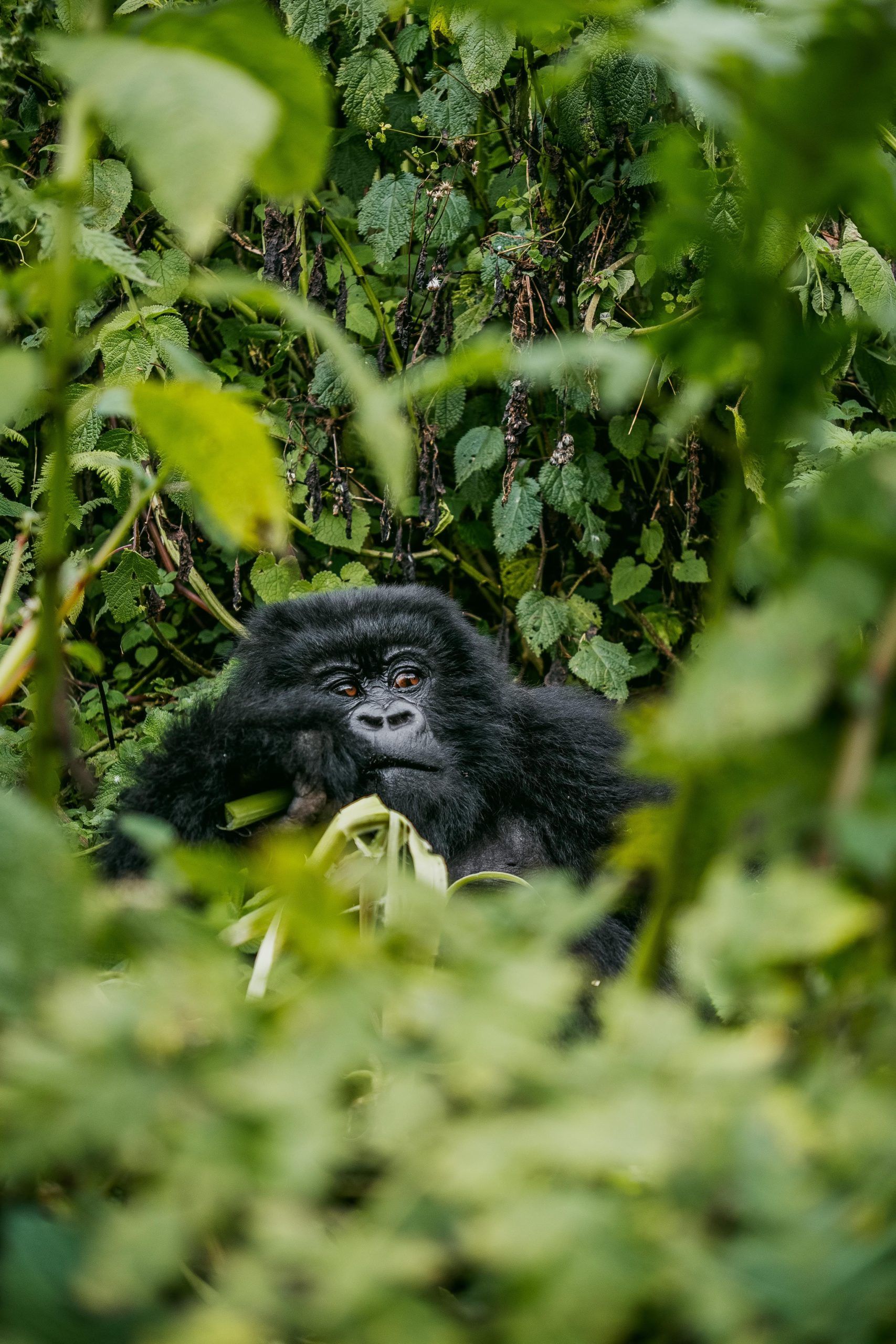 Mountain gorilla resting amid lush greenery in Bwindi Impenetrable Forest, Uganda