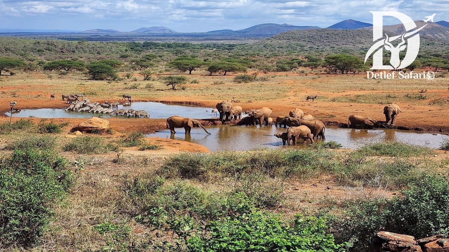 Red-earth elephants at a waterhole, Tsavo National Park