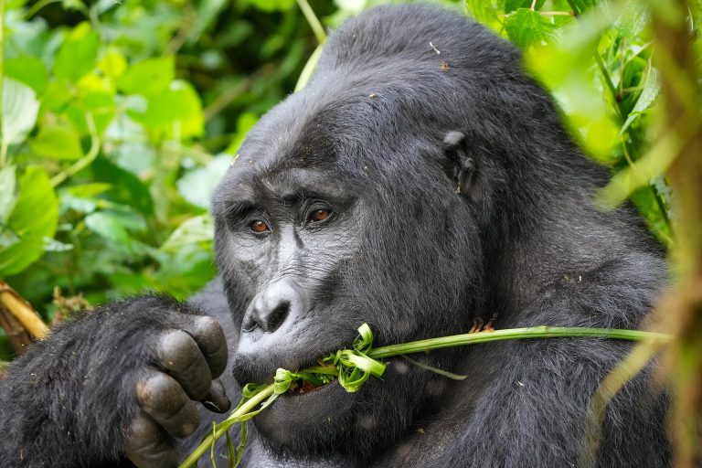 Silverback mountain gorilla feeding on forest vegetation in Bwindi Impenetrable National Park, Uganda