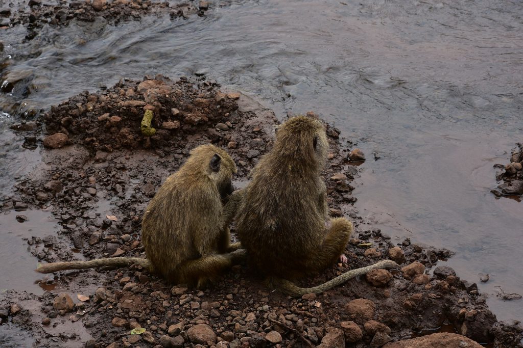Baboons beside the water in the park