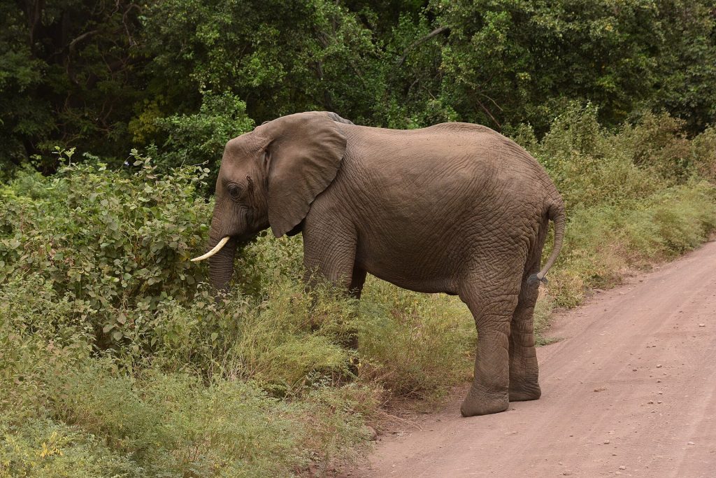 Wildlife in Lake Manyara: an African elephant beside a track