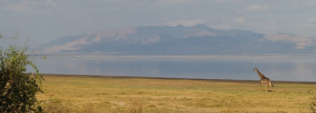 Wildlife in Lake Manyara: a giraffe on the shore of the soda lake below the Rift Valley