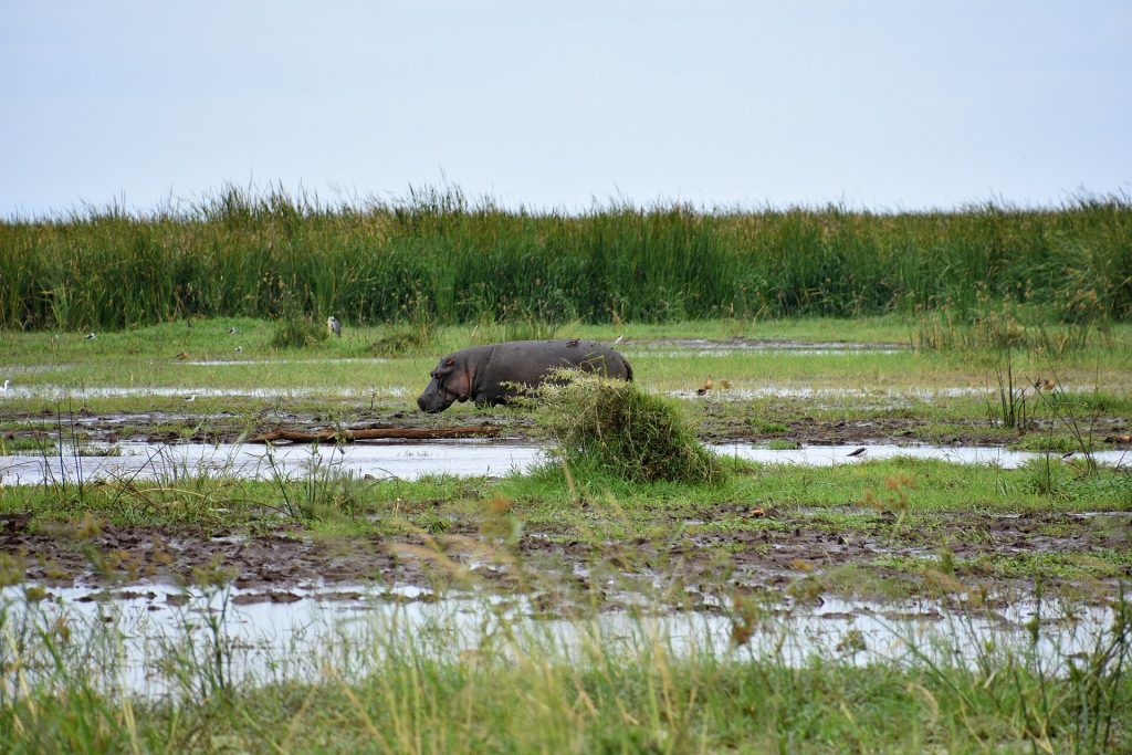 Hippo in a wetland