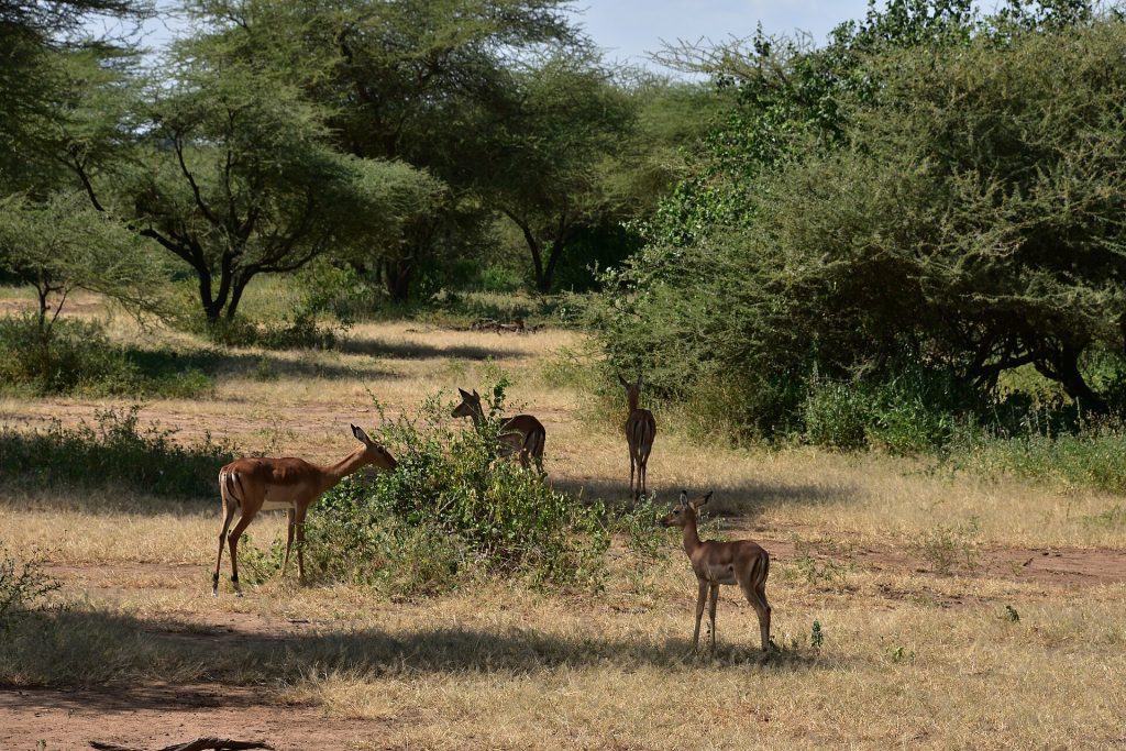 Impala in the woodland