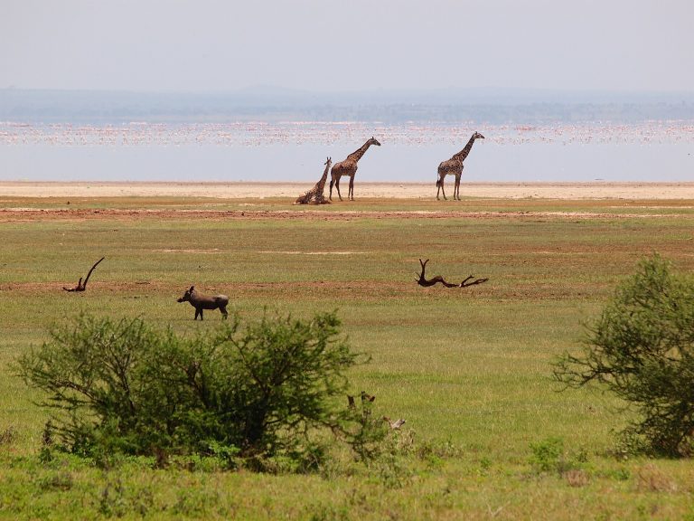 Wildlife in Lake Manyara on the open lakeshore, with giraffes grazing near the soda lake