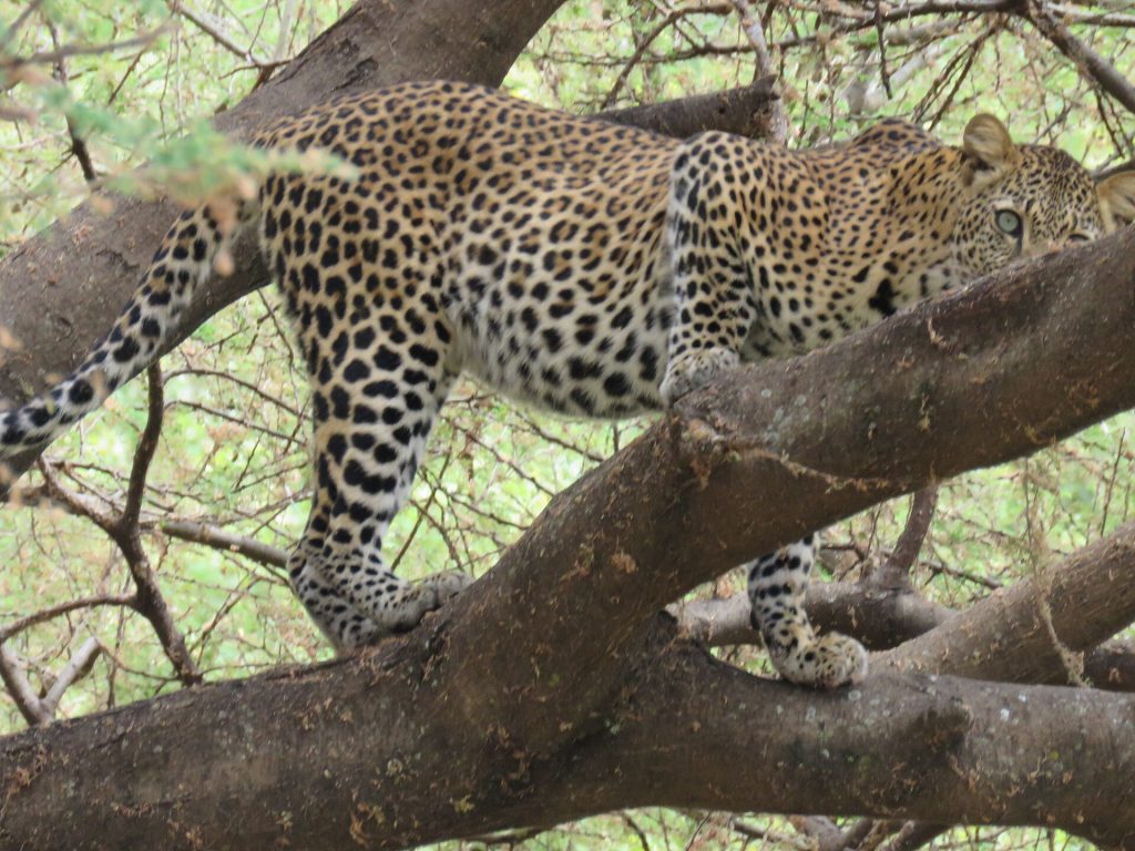 Leopard resting on a branch