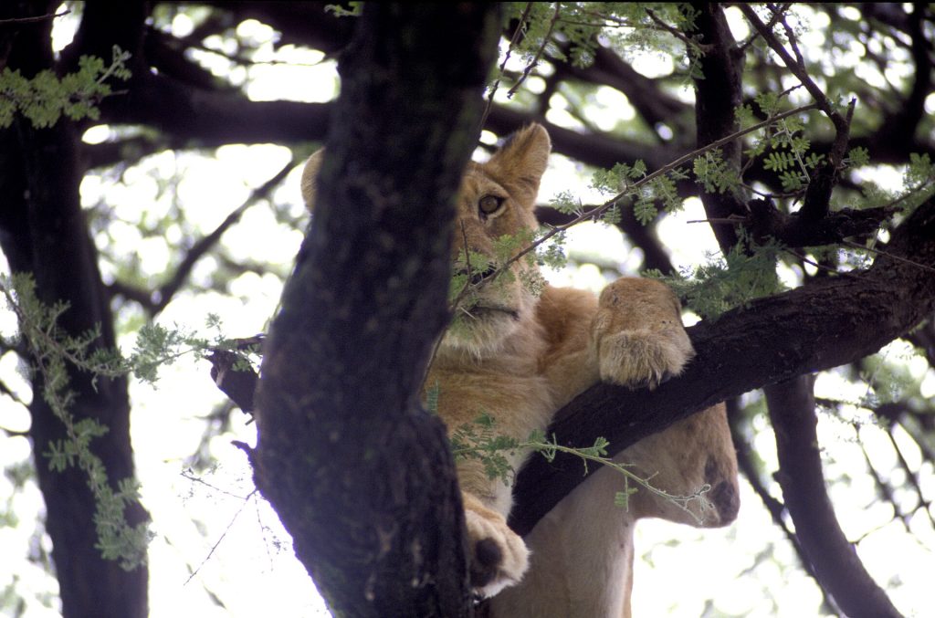 Wildlife in Lake Manyara: a tree-climbing lion resting in a tree