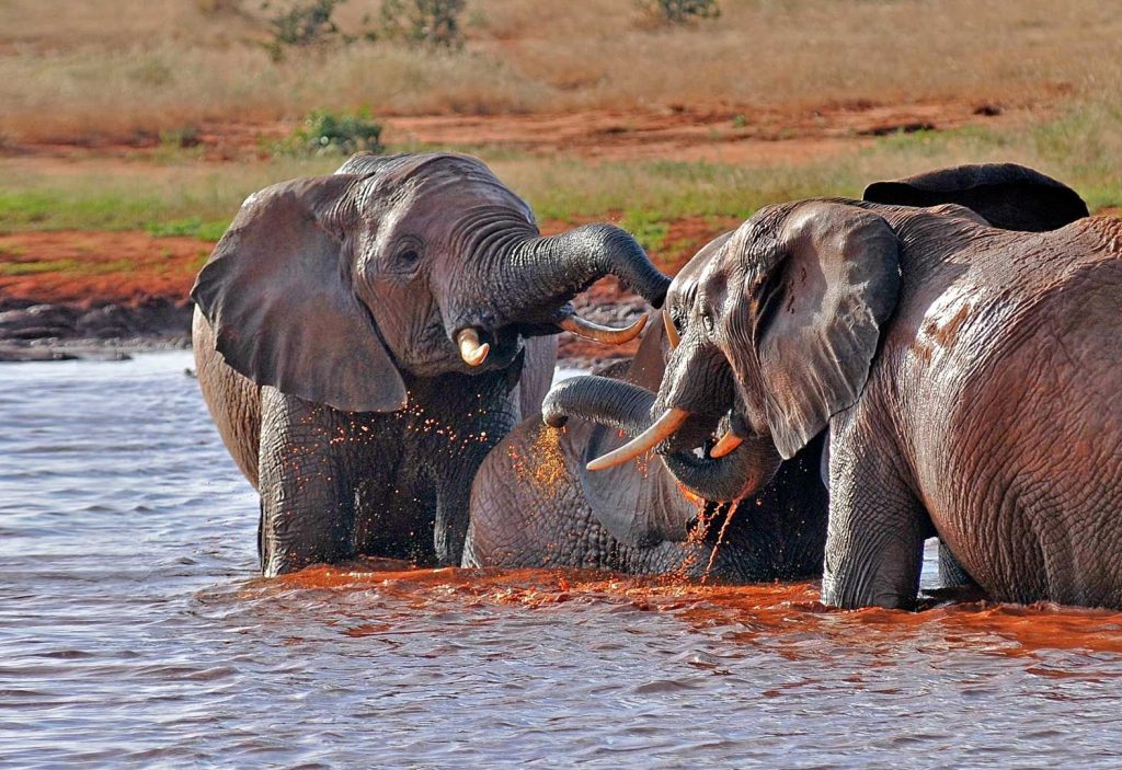 Satao Camp, Tsavo East lodge