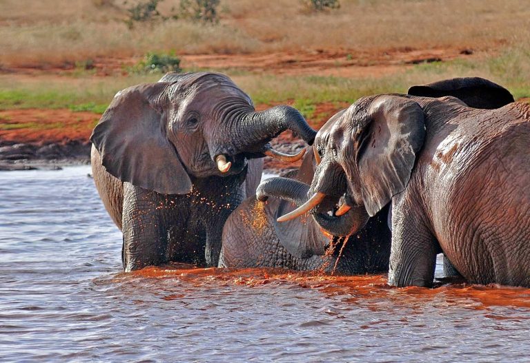 Satao Camp, Tsavo East lodge