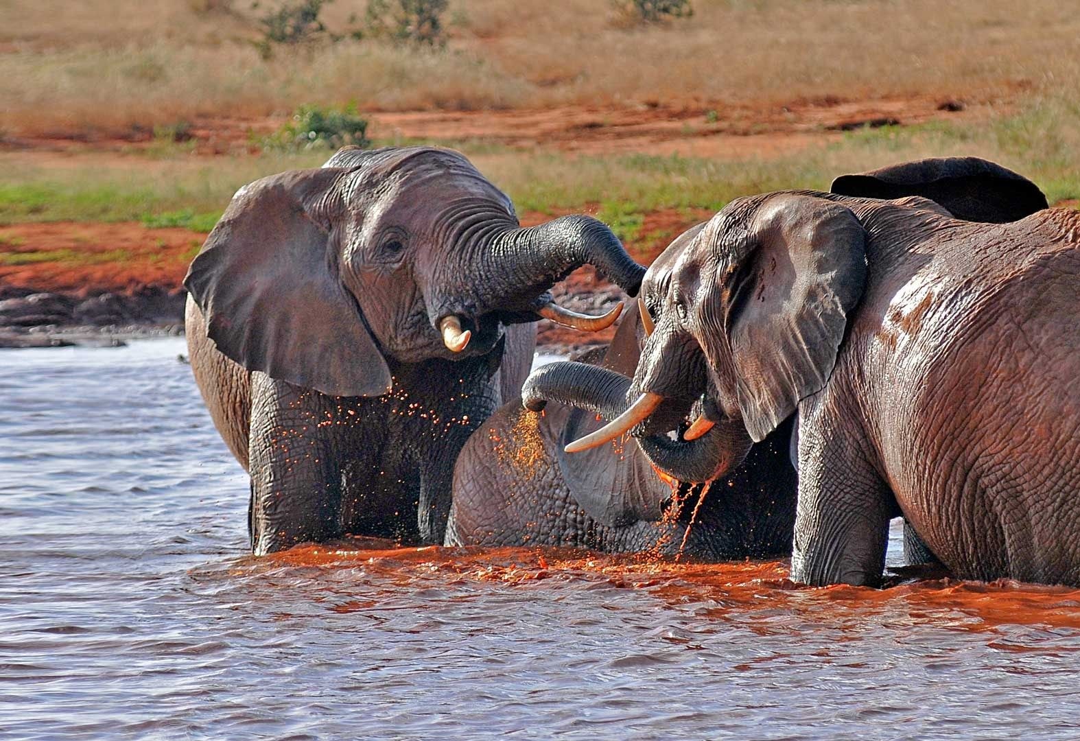 Satao Camp, Tsavo East lodge