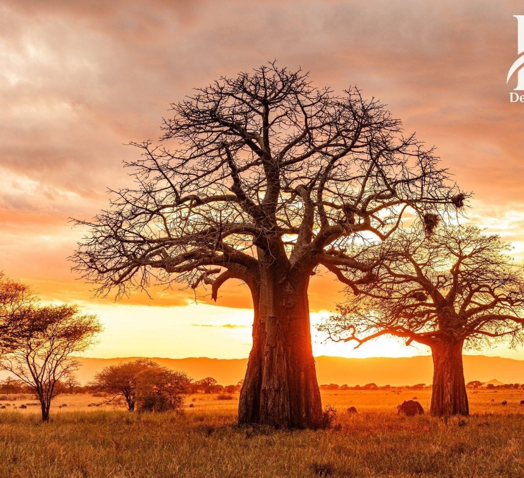 Baobab at sunset, Tarangire